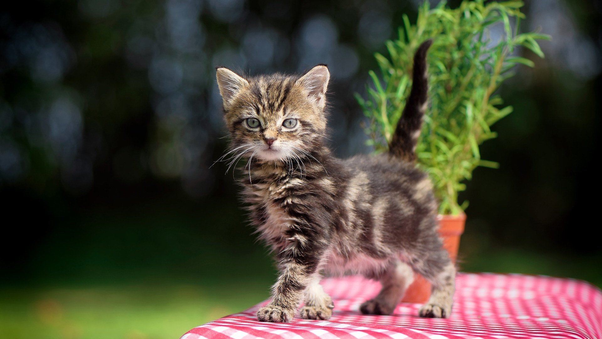 绿茵双面镜,巴雷拉的统治级数据与奥地利的团队完胜