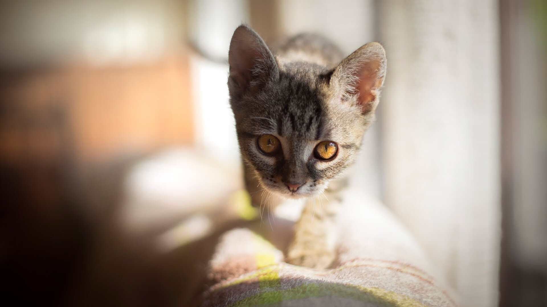 范弗利特之夜,当意甲迎来北美灵魂的加冕礼