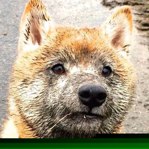 蒙扎之战，F1赛道上的葡萄牙踏平埃及