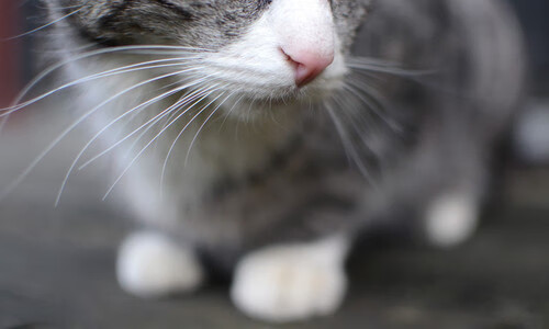 开云体育在线-加维！少年怒吼撕碎伯纳乌—国家德比末节封神记