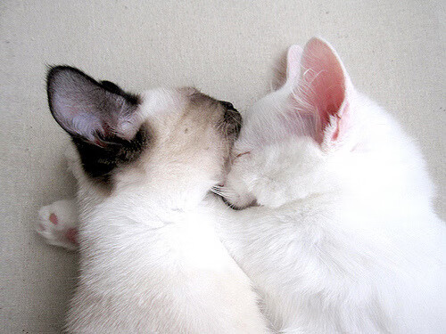 76人火力全开横扫吉林,约基奇化身关键先生主宰战局