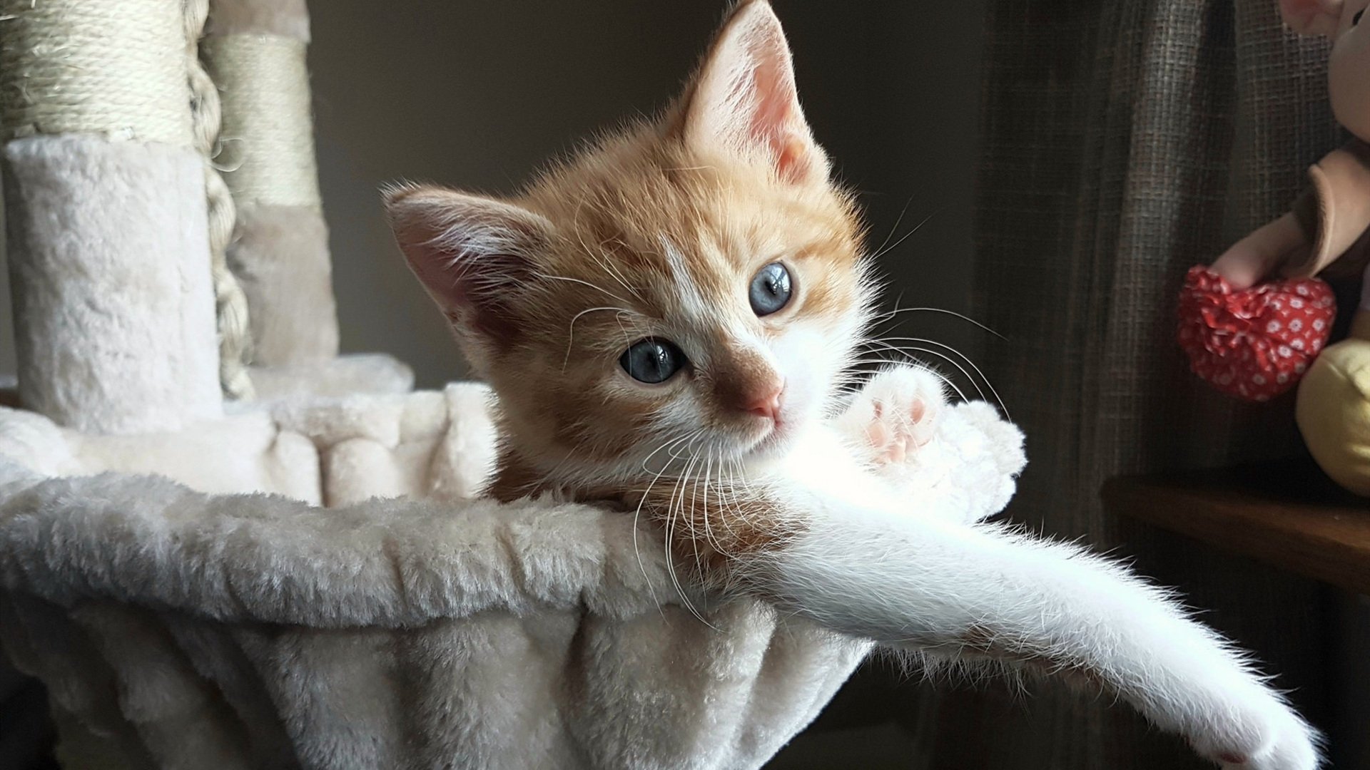 福克斯撕裂末节！北纬40度的咆哮，篮球语言无需翻译