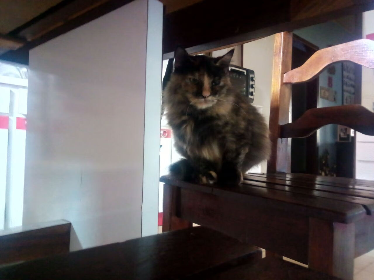 东契奇焦点战证自我价值，上海队力克浙江显强势晋级