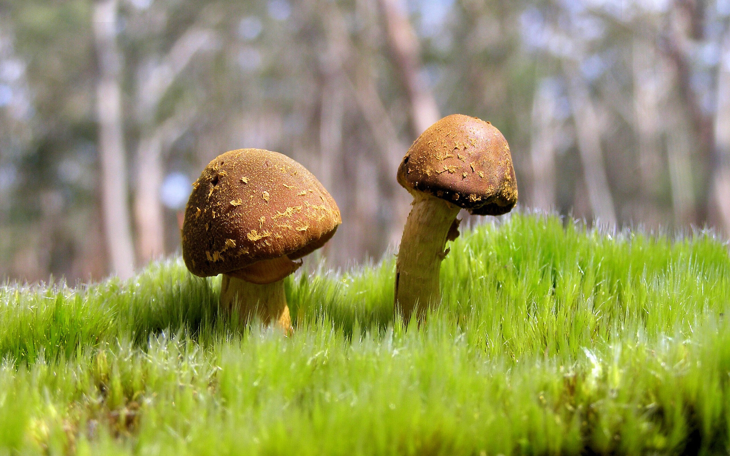 东决风云，篮网连续得分压制火箭，一场史诗级攻防博弈