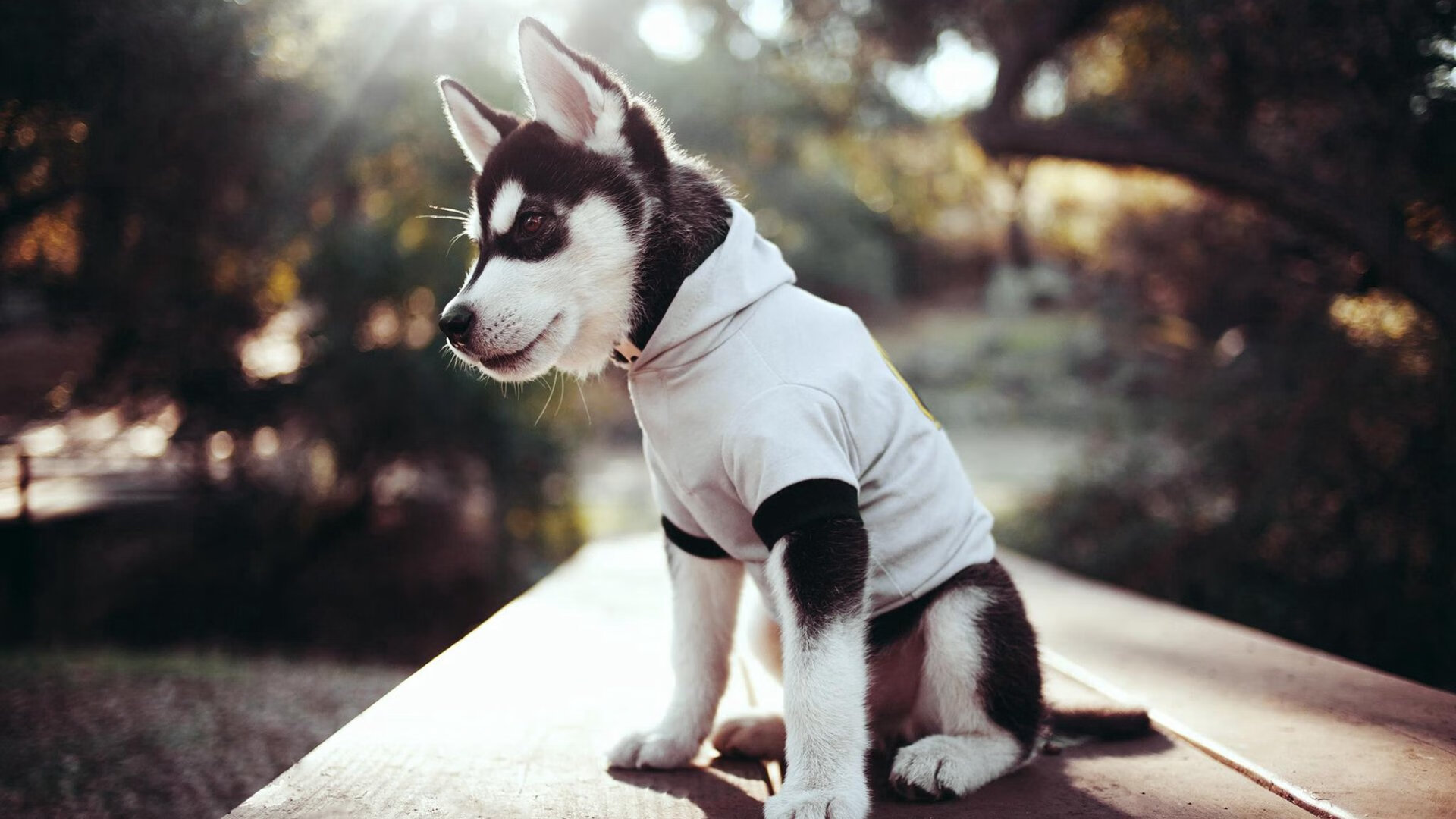 极速与铁壁，F1争冠战与快船封锁活塞的竞技交响