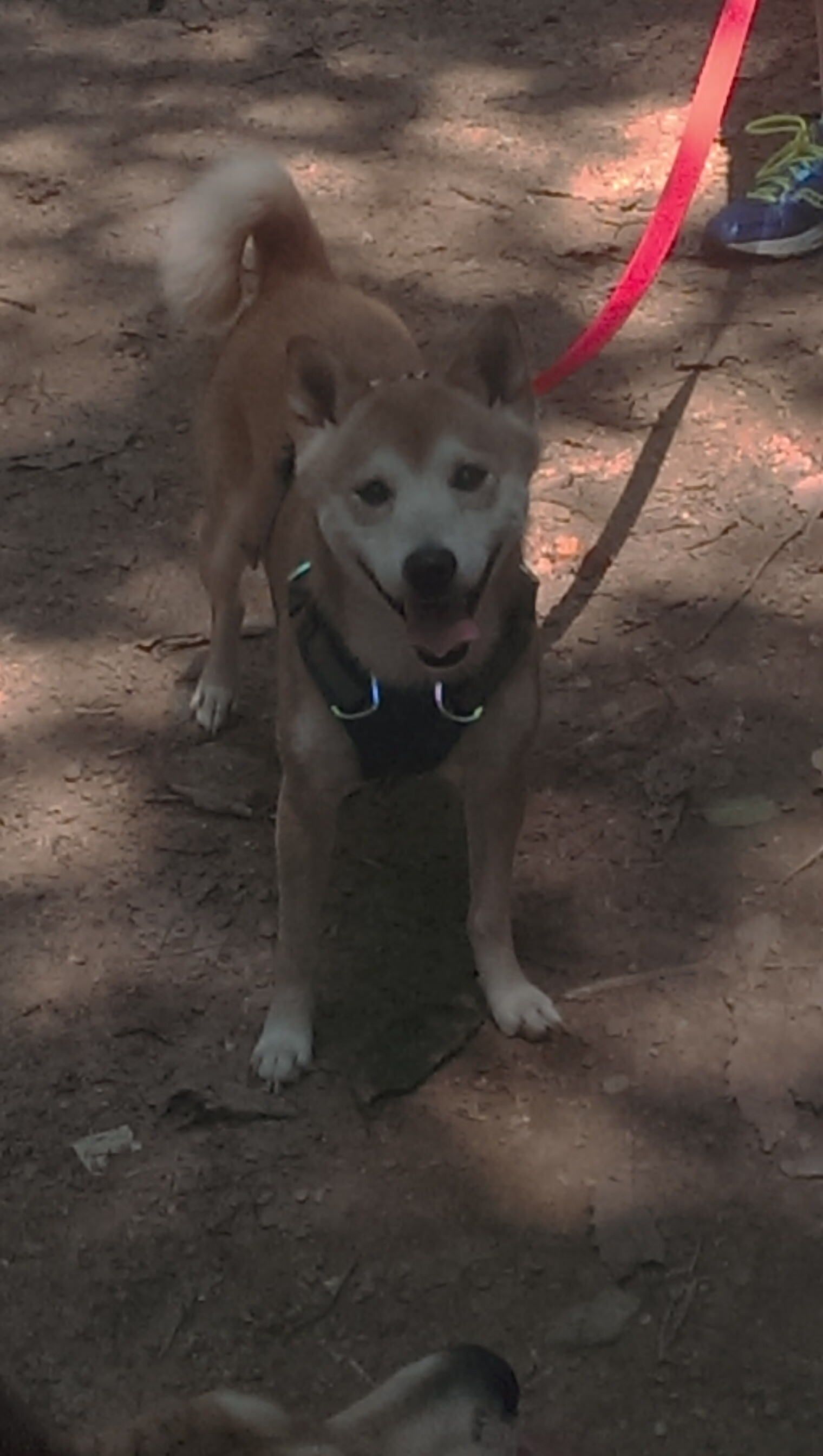 南方足球的力量崛起，巴拉圭抢七战击碎美国梦