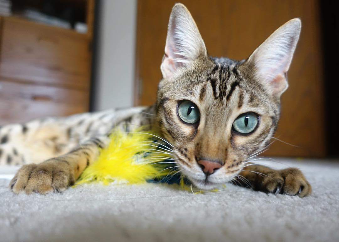 开云体育平台APP-戈贝尔统治全场，奥运周期关键战之夜的璀璨主宰