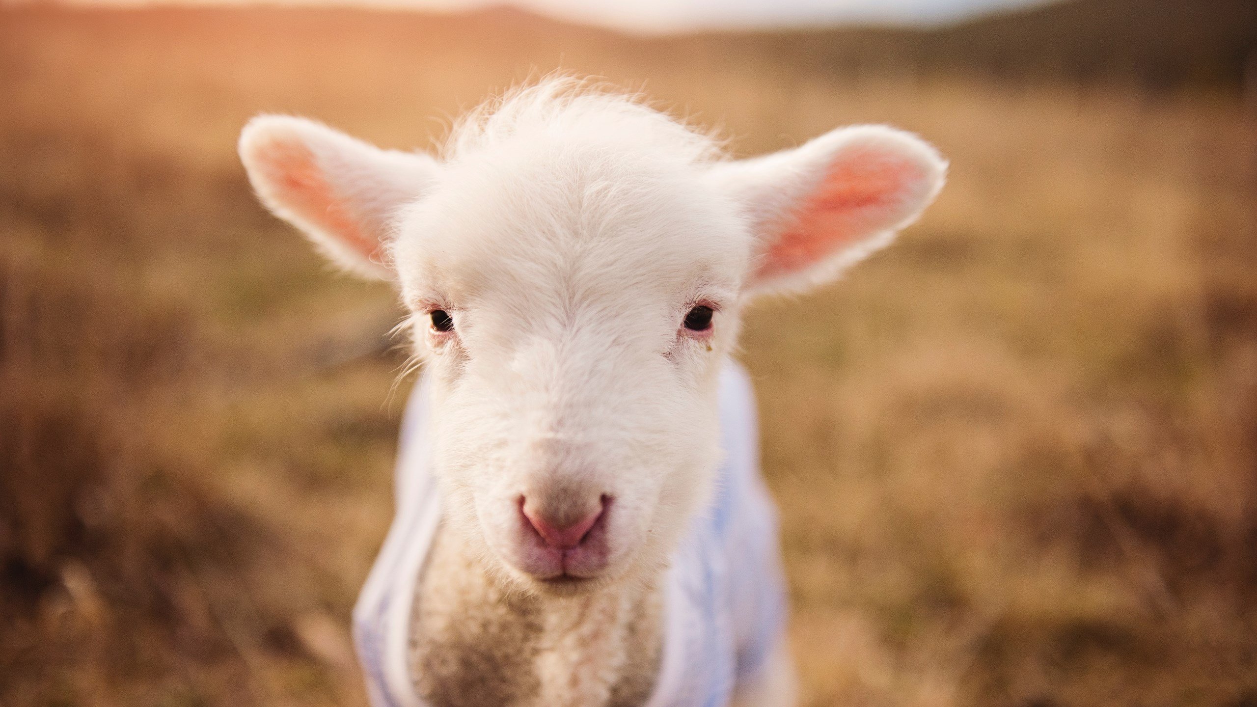 奇才淘汰赛惊险过关凯尔特人,拉文英超式接管点燃争冠希望