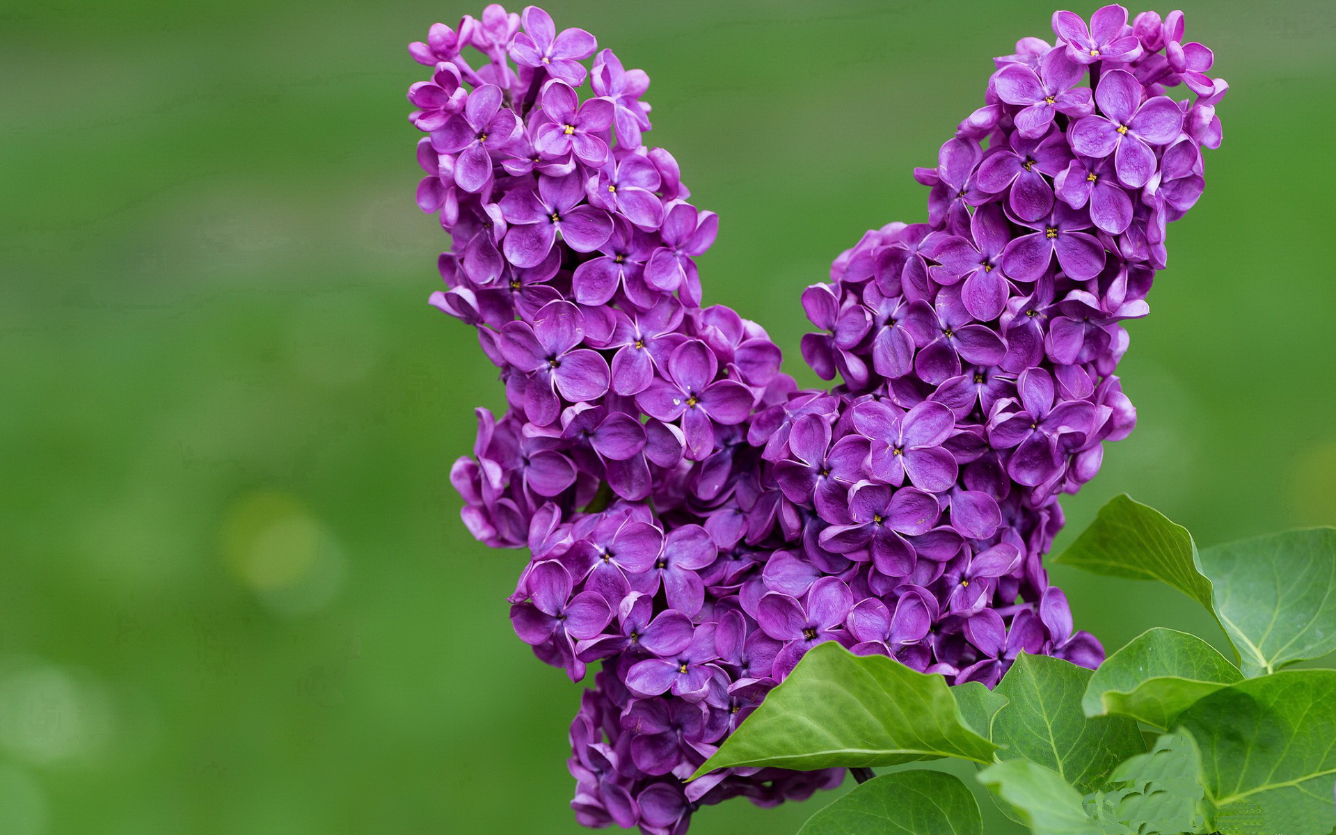 约基奇跨界点燃战火，开拓者与新疆队的史诗级对决