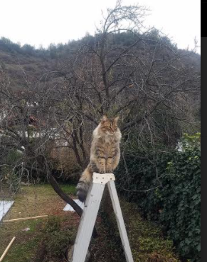 足球之神的双城记，克瓦拉茨赫利亚与那不勒斯的平行史诗