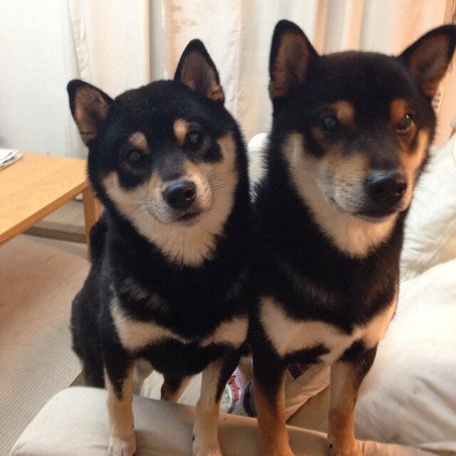 独行侠舞步,欧文率队以节奏窒息掘金