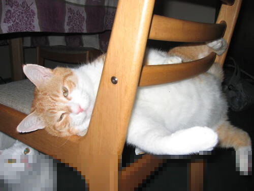 开云体育APP下载-法比尼奥闪耀,波兰决胜局力克伊朗