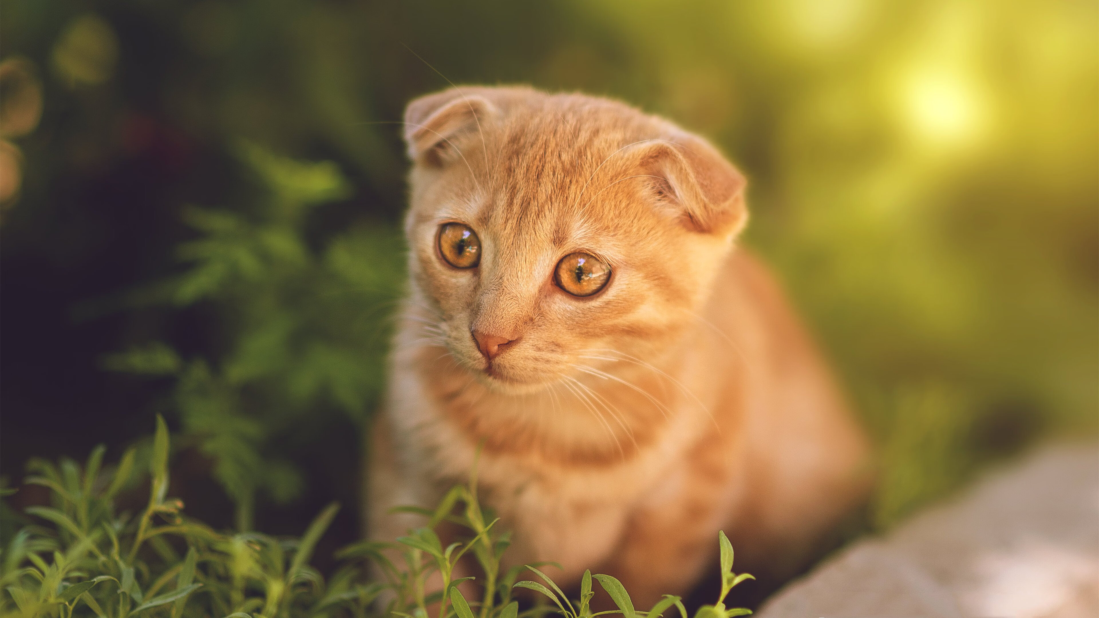 开云体育平台APP-贝恩燃爆全场!太阳攻防转换稳擒北京队