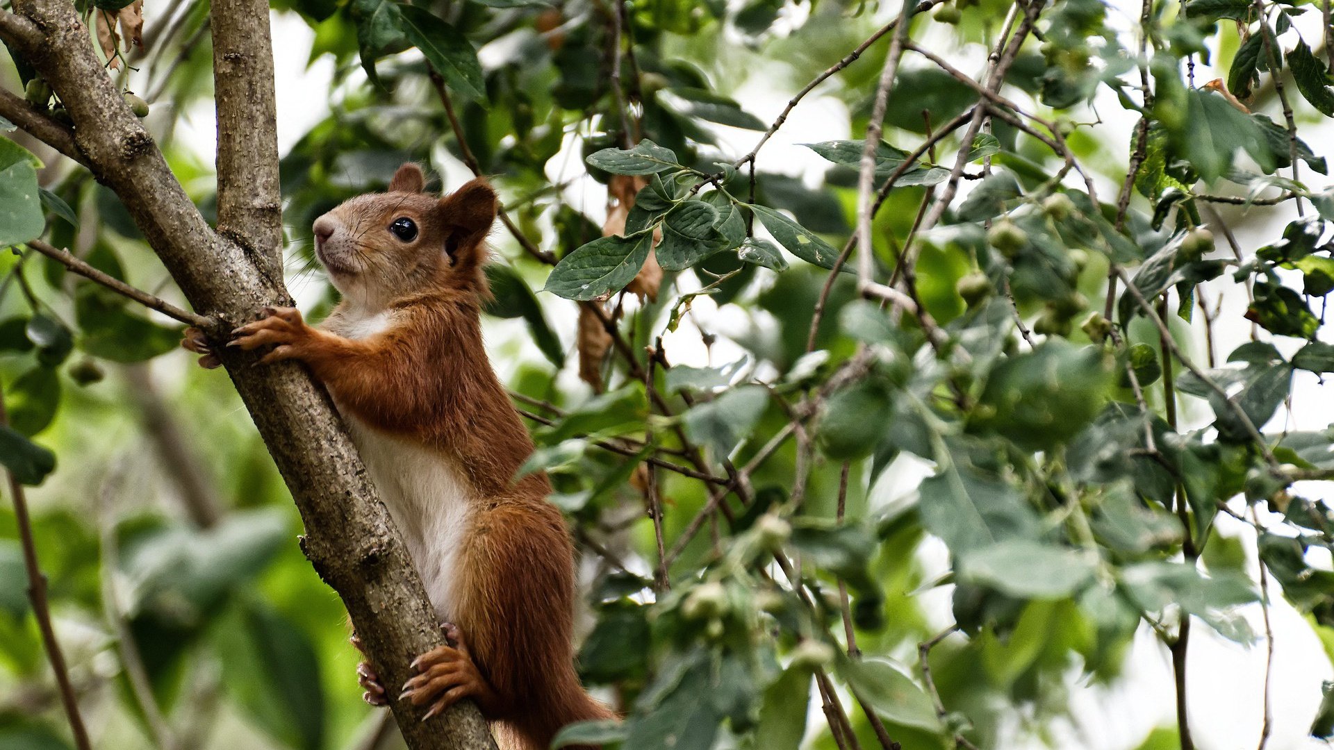 开云体育在线-萨拉赫的尖刀与苏格兰的铁幕,一场教科书级的战术博弈