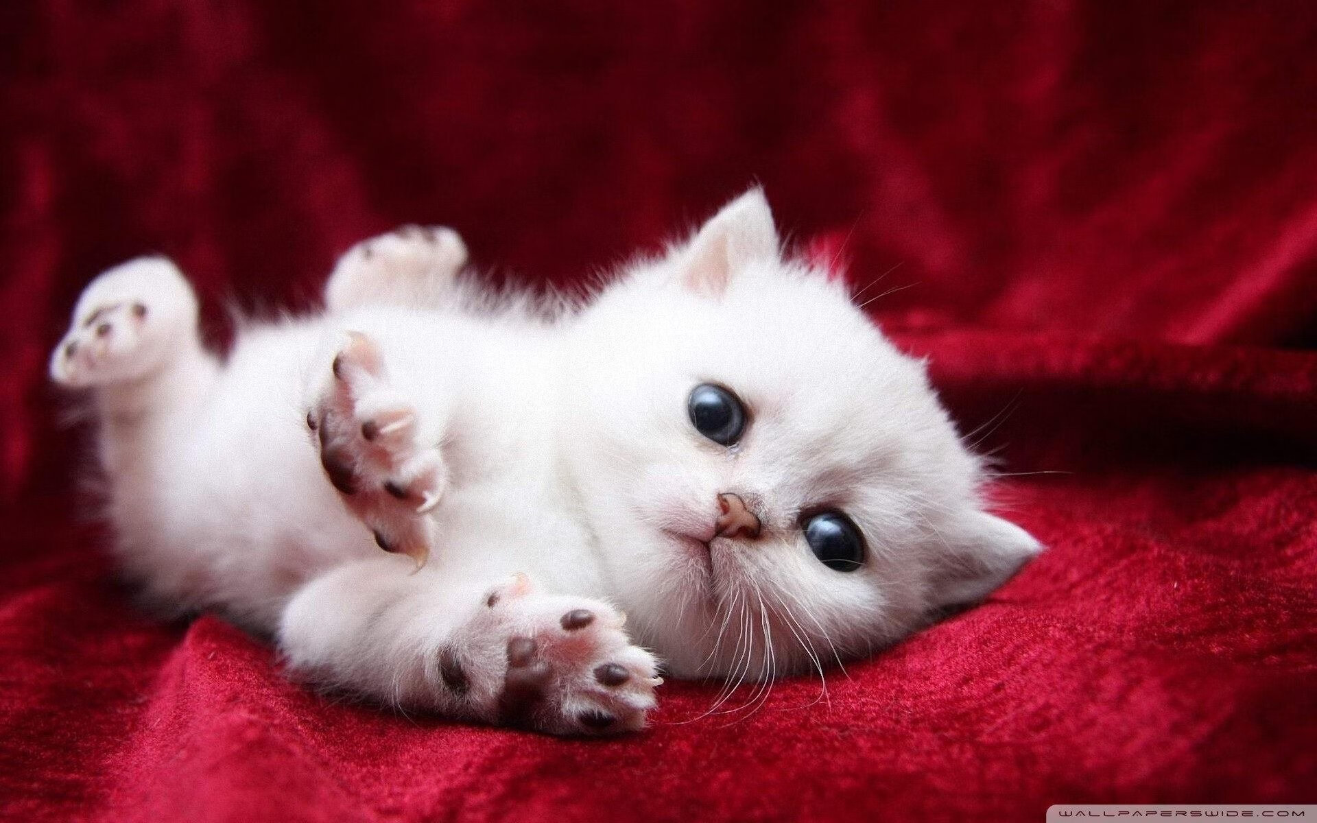 开云体育官方网站-鹈鹕爆冷力克国王,英格拉姆数据全面爆炸成关键先生